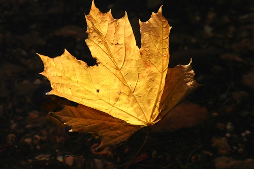 CA Ecology