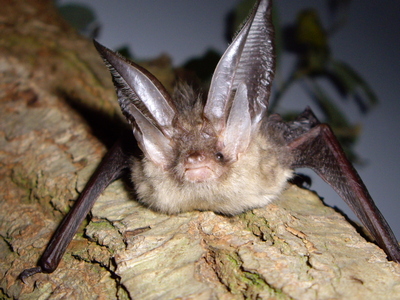Bat surveys