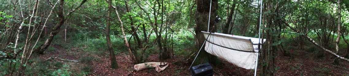 CA Ecology banner photo of specialist bat survey work