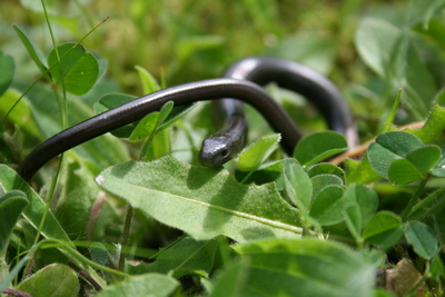 Protected species surveys