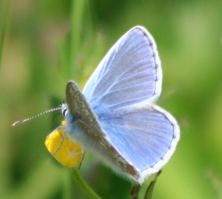 Biodiversity and ecology training for project managers